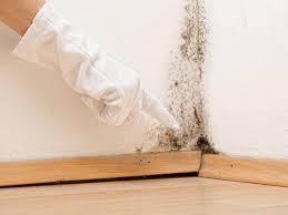 Trusted Friona, TX Mold Remediation Experts